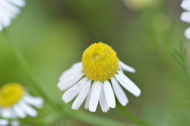 Matricaria chamomilla